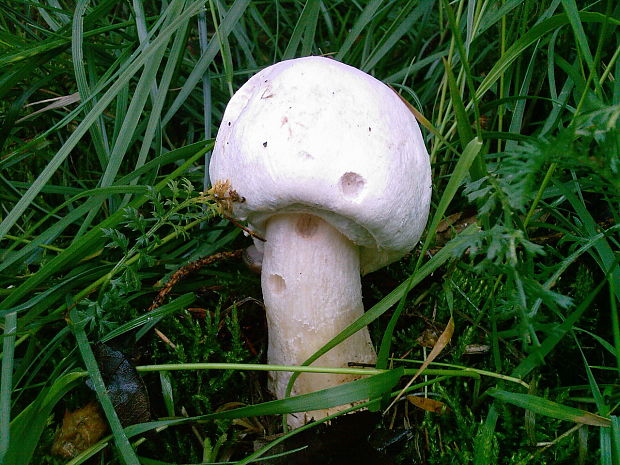 pečiarka ovčia Agaricus arvensis Schaeff.