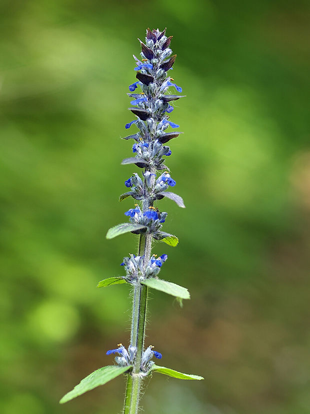 zbehovec ženevský Ajuga genevensis L.