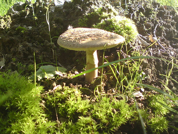 muchotrávka červenkastá? Amanita rubescens? (Pers.ex Fr.) S.F.Gray