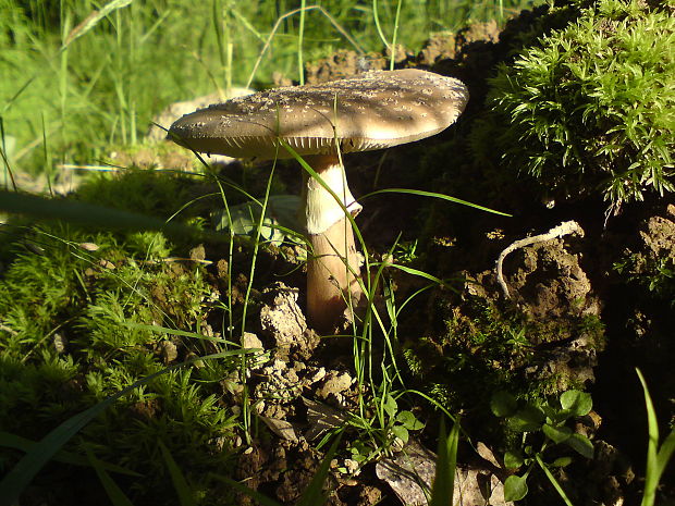 muchotrávka červenkastá? Amanita rubescens? (Pers.ex Fr.) S.F.Gray