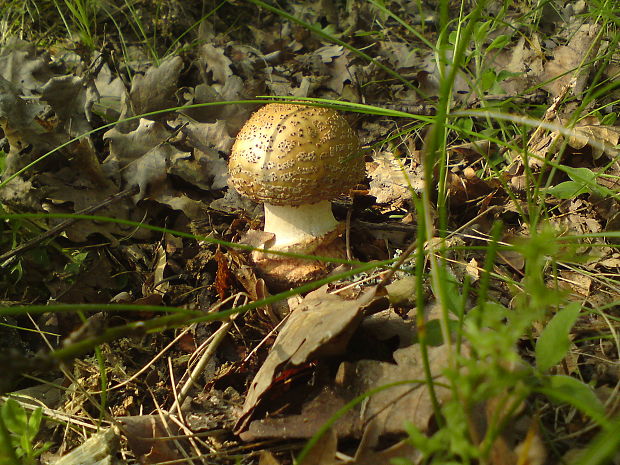 muchotrávka červenkastá Amanita rubescens Pers.