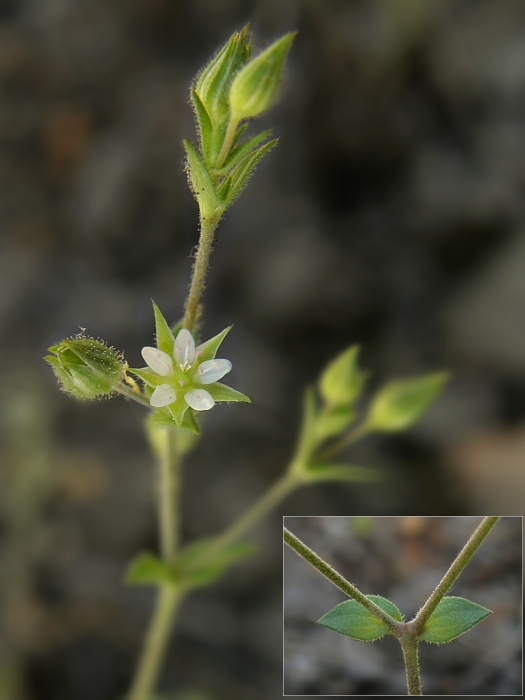 piesočnica dúškolistá Arenaria serpyllifolia L.