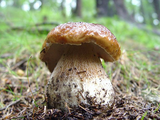 hríb smrekový Boletus edulis Bull.