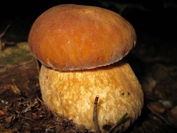 hríb dubový Boletus reticulatus Schaeff.