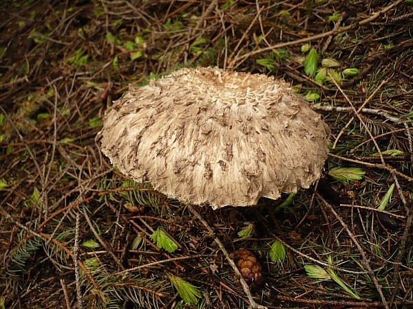 bedľa červenejúca Chlorophyllum rachodes (Vittad.) Vellinga