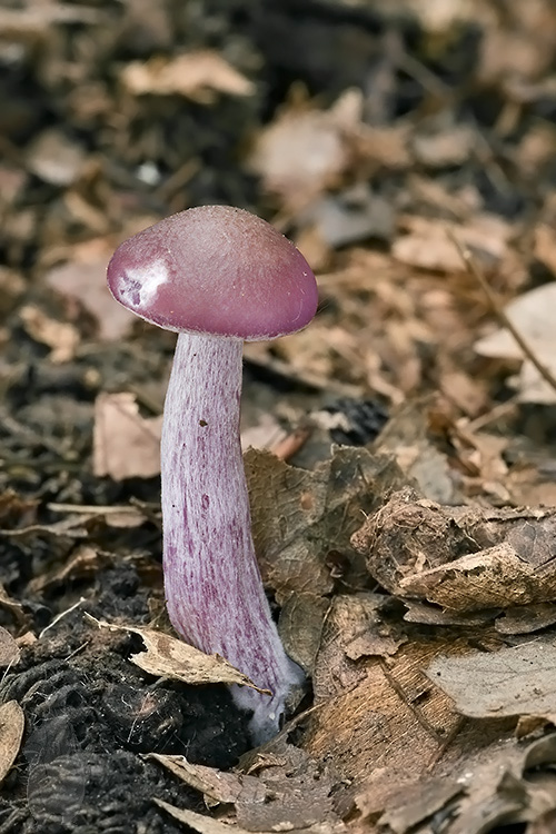 lakovka ametystová Laccaria amethystina (Huds.) Cooke