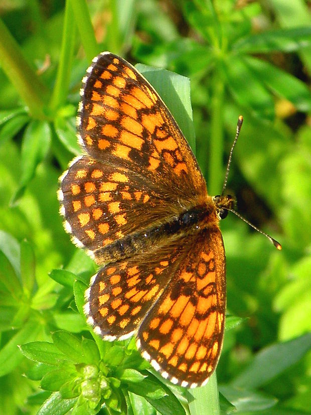 hnedáčik skorocelový Melitaea athalia Rottemburg, 1775