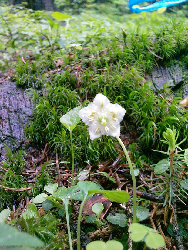 jednokvietok veľkokvetý Moneses uniflora (L.) A. Gray