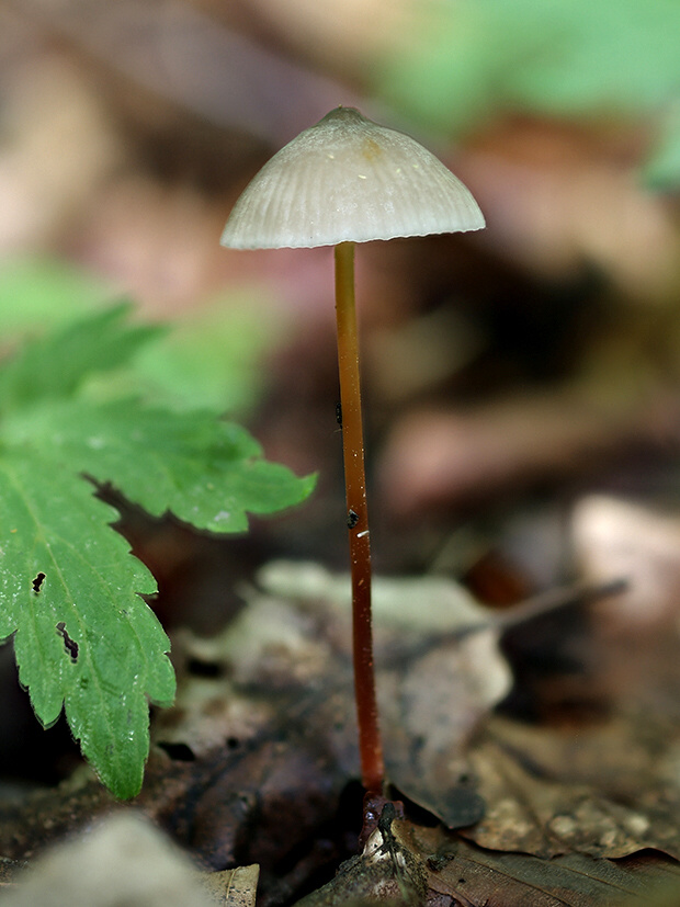 prilbička šafranová Mycena crocata (Schrad.) P. Kumm.