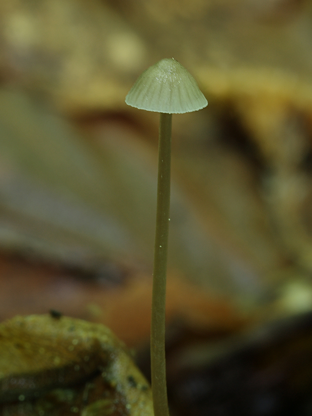 prilbička Mycena sp.