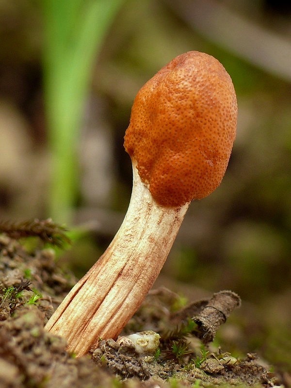 žezlovka jantárová Ophiocordyceps gracilis (Grev.) G. H. Sung, J. M. Sung Hywel-Jones, Spatafora