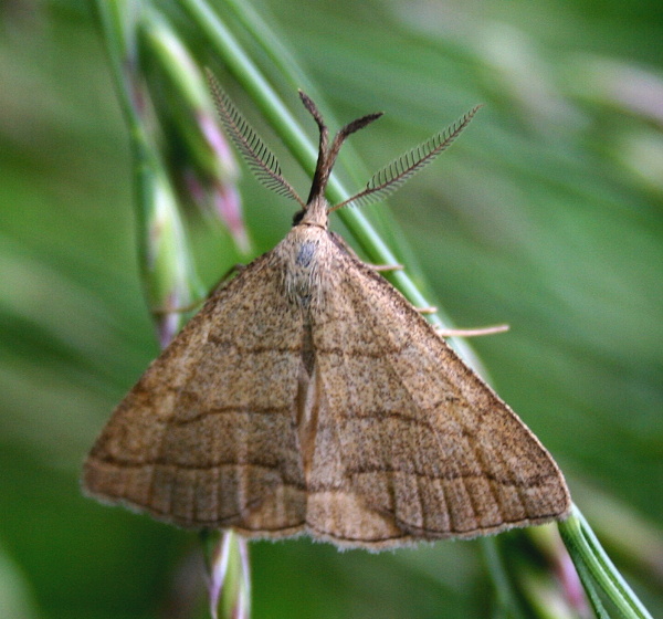 pamora hmatadlová- žlutavka dlouhonosá Polypogon tetacularia Linnaeus,1758