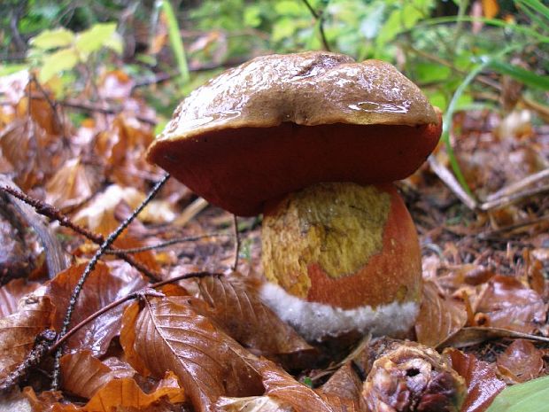 hríb zrnitohlúbikový Sutorius luridiformis (Rostk.) G. Wu & Zhu L. Yang