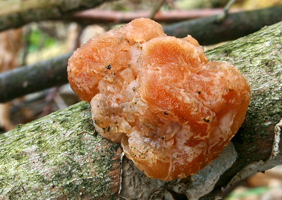 rôsolovka priesvitná Tremella encephala Willd.