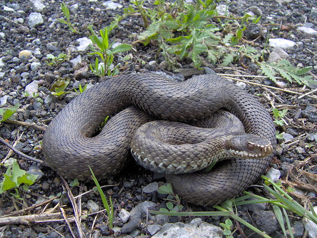 vretenica severná Vipera berus