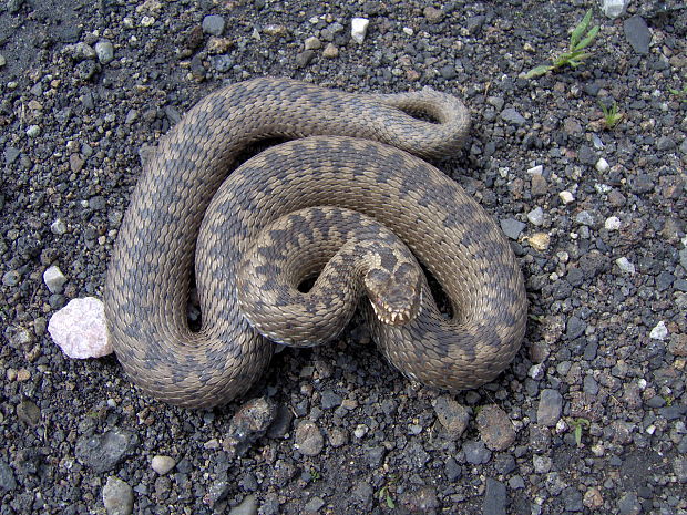 vretenica severná Vipera berus