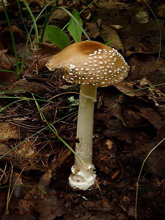 muchotrávka tigrovaná Amanita pantherina (DC.) Krombh.