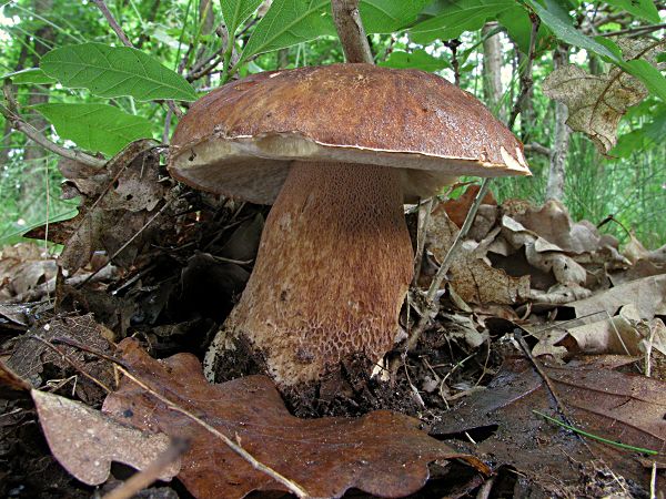 hríb dubový Boletus reticulatus Schaeff.