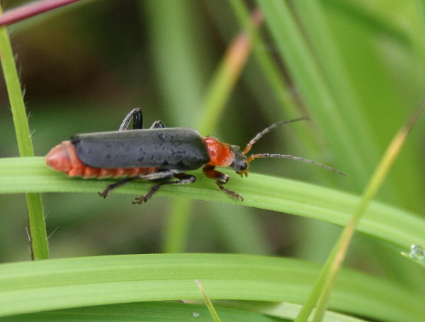 sněhulčík obyčajný Cantharis rustica