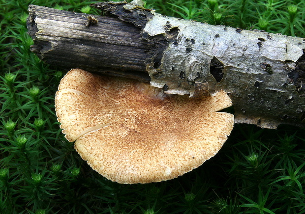 pahliva šafranová Crepidotus crocophyllus (Berk.) Sacc.