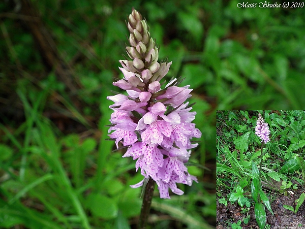 vstavačovec  Dactyrozhiza sp.