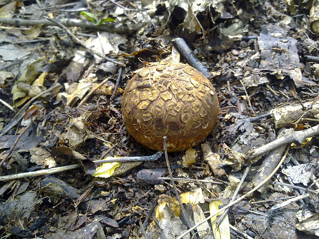 hviezdovka vlasatá Geastrum melanocephalum (Czern.) V.J. Staněk