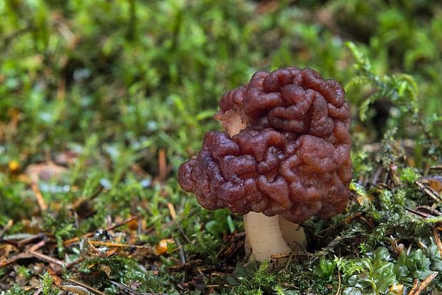 ušiak obyčajný Gyromitra esculenta (Pers.) Fr.