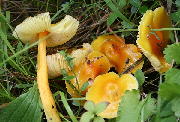 lúčnica Hygrocybe sp.