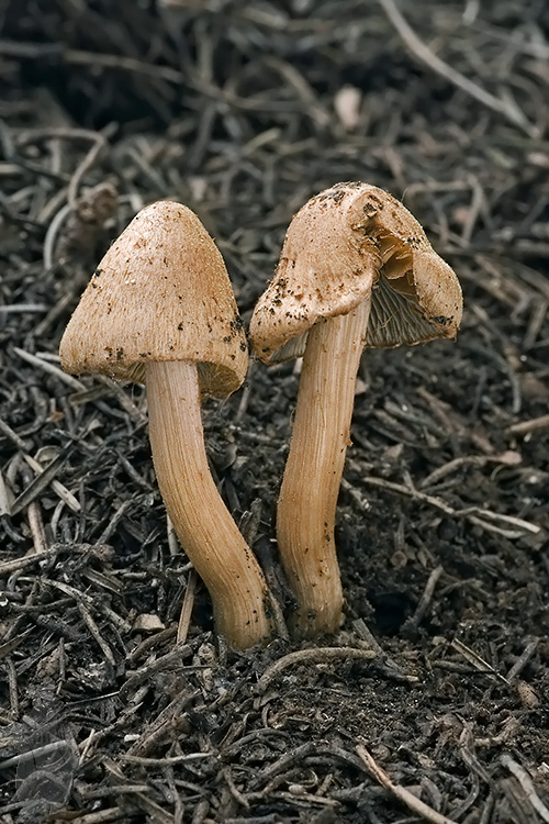 vláknica Inocybe sp.