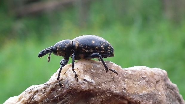 tvrdoň deväťsilový  Liparus glabrirostris