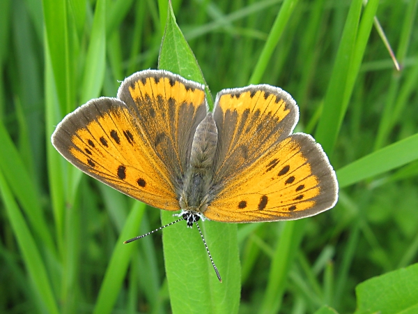 ohniváčik veľký Lycaena dispar