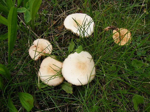 tanečnica poľná Marasmius oreades (Bolton) Fr.