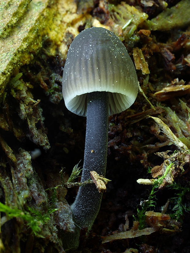 prilbička Mycena sp.