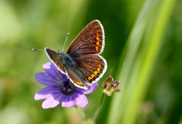 modráčik obyčajný Polyommatus icarus