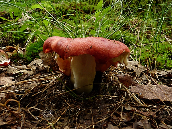 plávka jahodovočervená? Russula paludosa? Britz. 1891