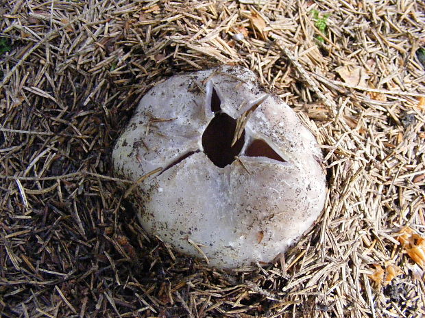 tulipánovka fialová Sarcosphaera coronaria (Jacq.) J. Schröt.