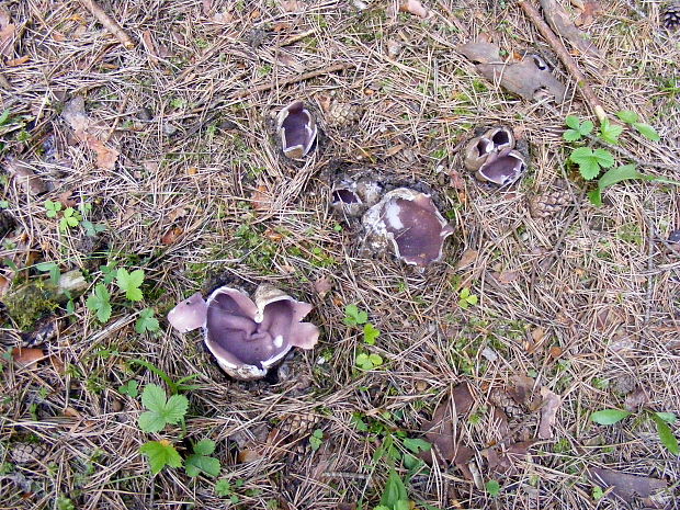 tulipánovka fialová Sarcosphaera coronaria (Jacq.) J. Schröt.