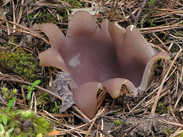 tulipánovka fialová Sarcosphaera coronaria (Jacq.) J. Schröt.