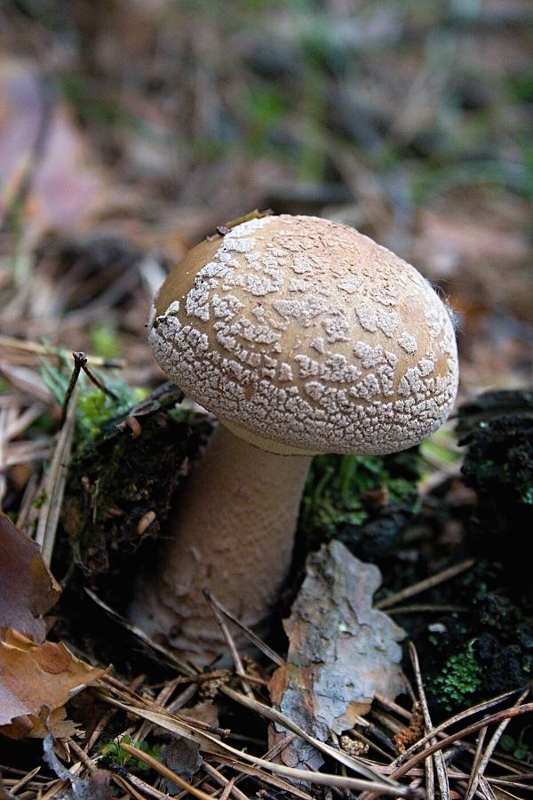 muchotrávka červenkastá Amanita rubescens Pers.