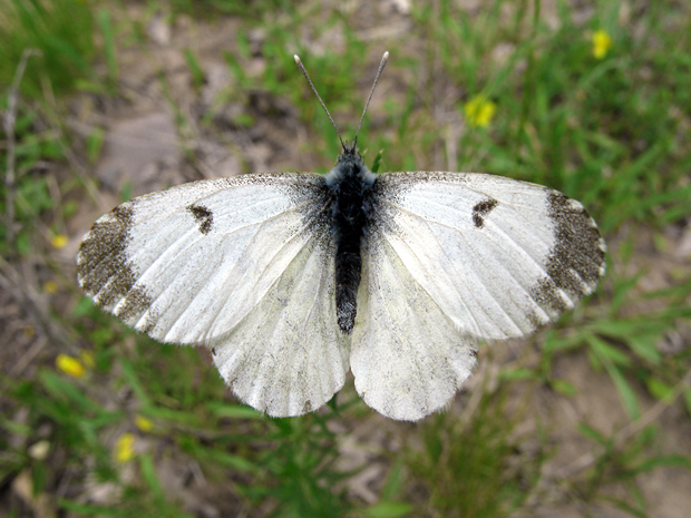 mlynárik žeruchový - samička Anthocharis cardamines