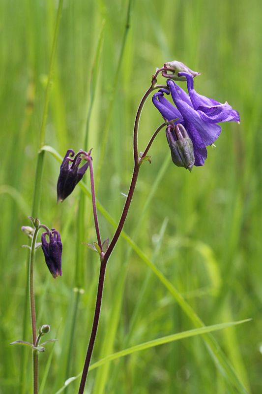 orlíček obyčajný Aquilegia vulgaris L.