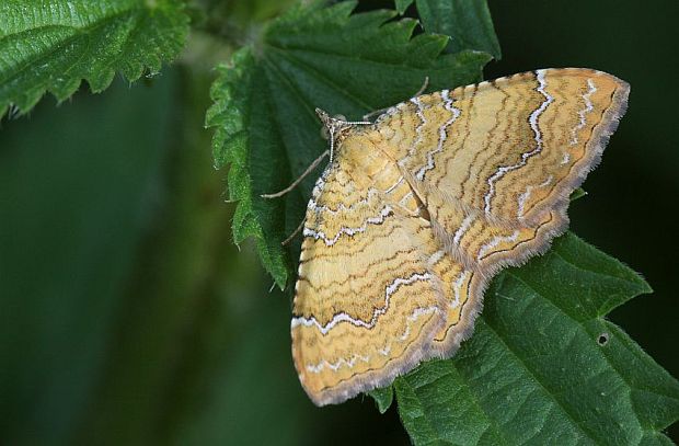 piadivka žihľavová Camptogramma bilineata