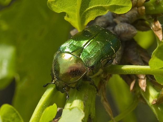 zlatoň obyčajný Cetonia aurata