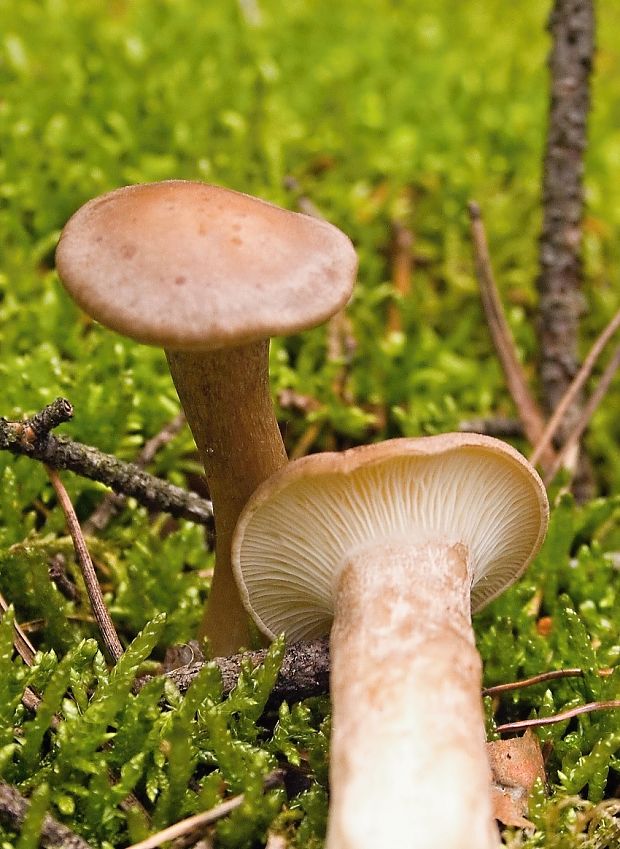 strmuľka Clitocybe sp.