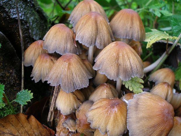 hnojník ligotavý Coprinellus micaceus (Bull.) Vilgalys, Hopple & Jacq. Johnson