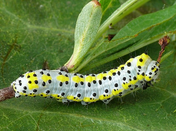 mramorovka modrohlavá Diloba caeruleocephala Linnaeus, 1758