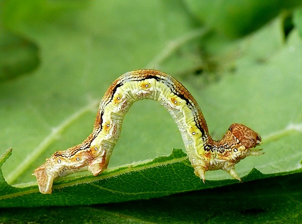 piadivka zimná Erannis defoliaria Clerck, 1759