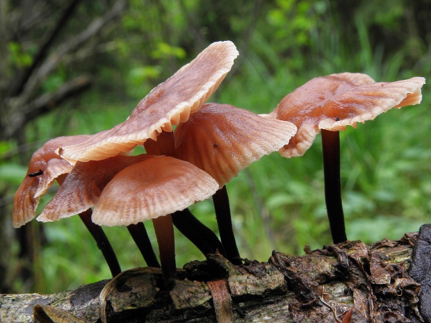 špička smradľavá Gymnopus foetidus (Sowerby) J.L. Mata & R.H. Petersen