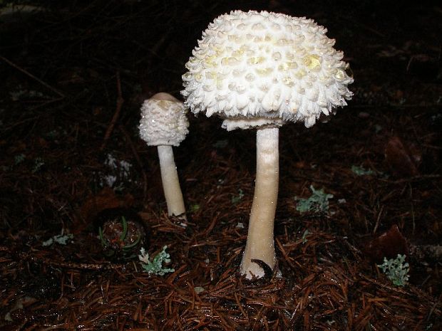 bedľa hustošupinatá Leucoagaricus nympharum (Kalchbr.) Bon