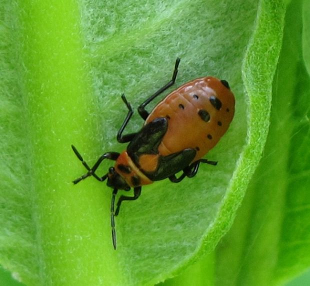 bzdocha (larva)celad Lygaeidae  Lygaeus kalmii